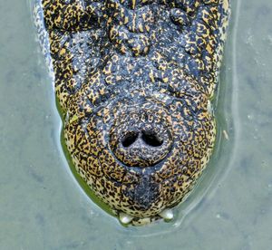 High angle view of turtle in water