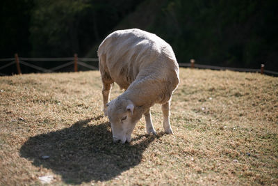 Horse grazing in a field