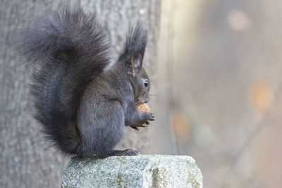 Close-up of squirrel on rock