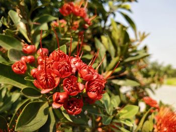 Close-up of red flowering plant