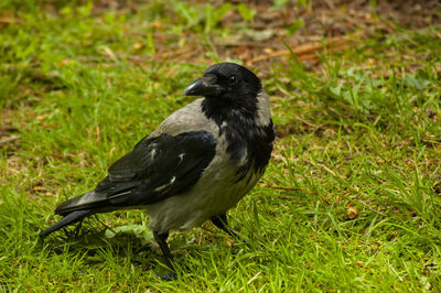 Close-up of bird perching on grassy field