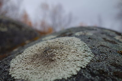 Close-up of lichen on rock