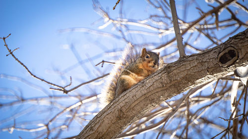 Low angle view of squirrel on snow covered tree