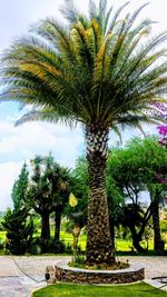 Palm trees against sky