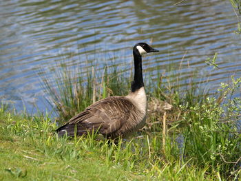 View of a bird on lakeshore