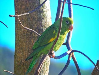 Low angle view of bird perching on tree against sky