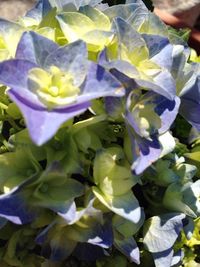 Close-up of purple flowers