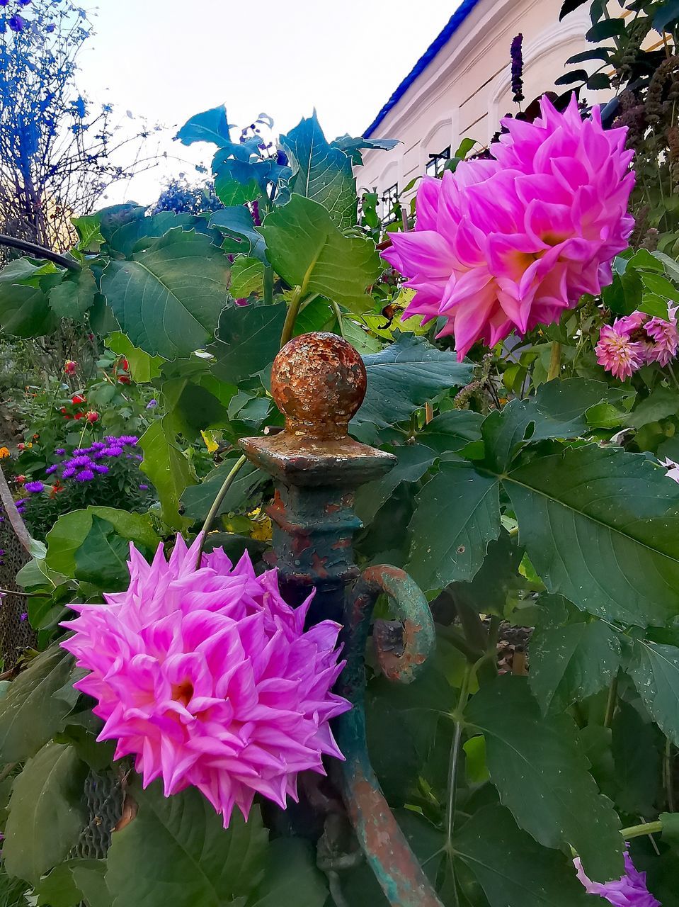 CLOSE-UP OF PINK FLOWERS