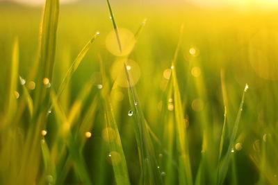Close-up of wet grass on field