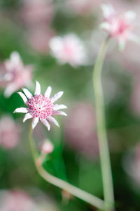 Close-up of purple flowering plant