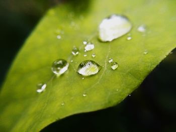 Close-up of wet leaf