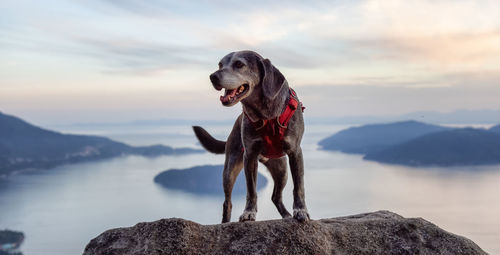Dog standing on rock against sky
