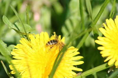 Close-up of bee on yellow flower