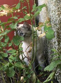 Portrait of cat by plants