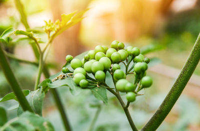 Close-up of fruit growing on plant