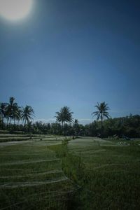 Scenic view of field against clear sky