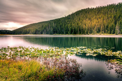 Scenic view of lake by trees against sky