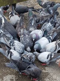 High angle view of birds on frozen outdoors