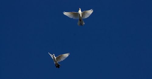 Low angle view of seagulls flying in sky