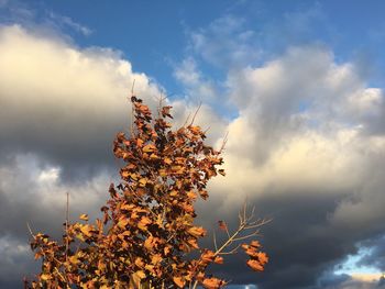 Low angle view of tree against sky during autumn