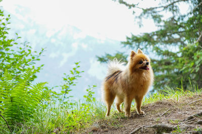 Full length of a dog on field