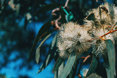 Close-up of wilted plant