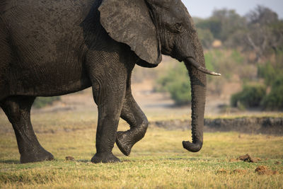 Close-up of elephant on field