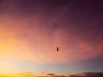 Low angle view of silhouette bird flying against orange sky