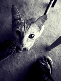 Close-up portrait of cat