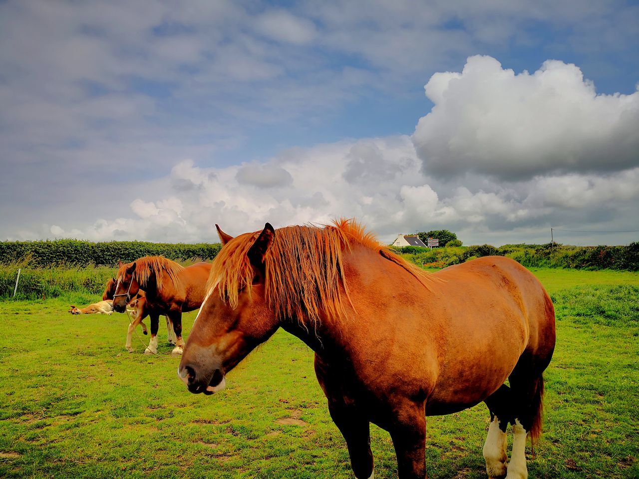 HORSE STANDING IN FIELD