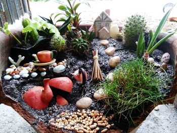 Close-up of fruits and plants