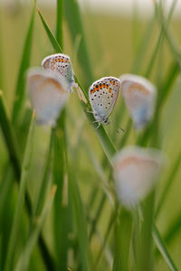 Close-up of butterfly pollinating on flower