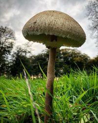 Close-up of mushroom growing on land against sky