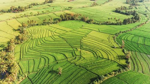 High angle view of rice paddy