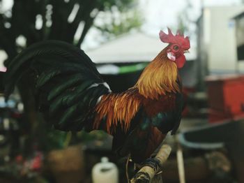 Close-up of rooster