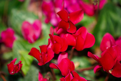 Close-up of red flowering plants in park