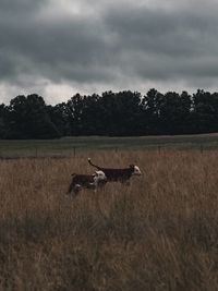 View of deer on field against sky