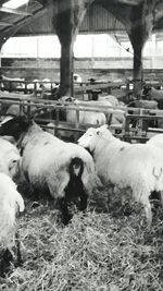 Sheep grazing in field