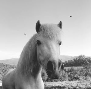 Portrait of a horse on field