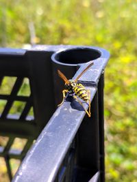 Close-up of bee on leaf