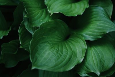 Full frame shot of green leaves