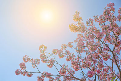 Low angle view of cherry blossoms against sky