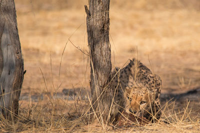 View of a cat on tree trunk