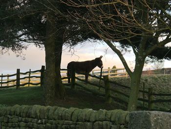 Horse on field against sky