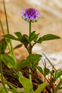 Close-up of purple flowering plant