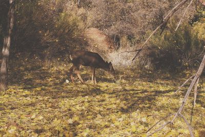 Sheep grazing in a field