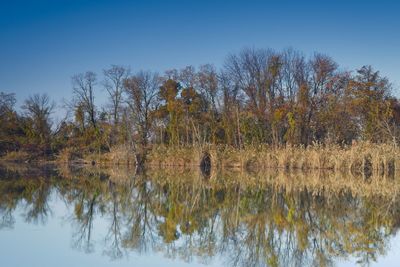 Reflection of trees on water