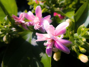 Close-up of pink flowers