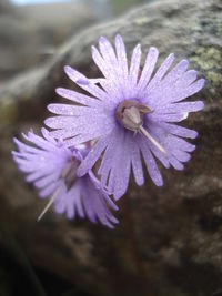 Close-up of purple flowers blooming in pond