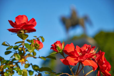 Low angle view of red flowering plant